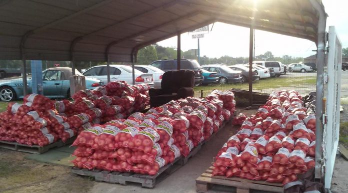 It’s Open Season on Vidalia Onions