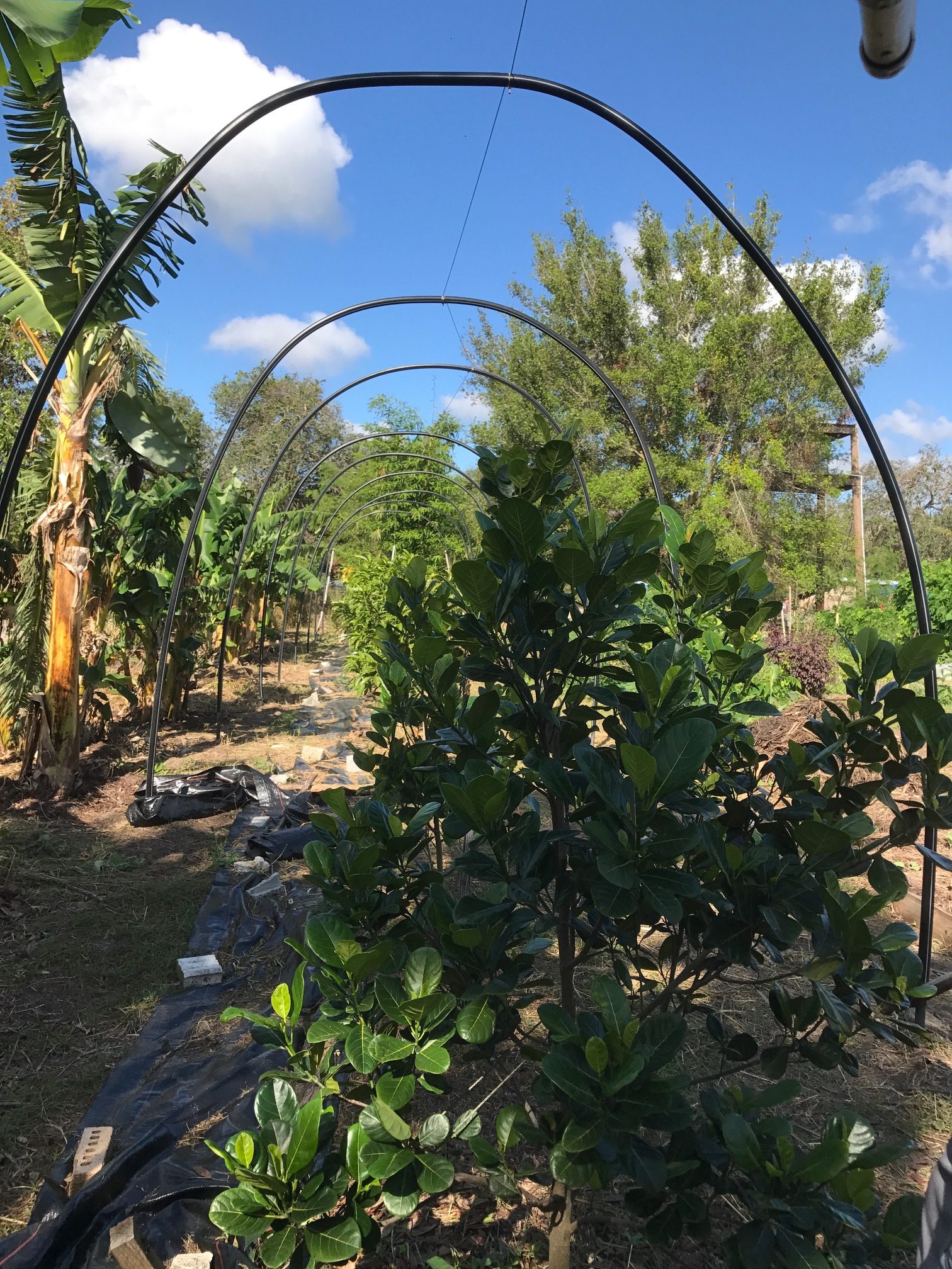 Taking the Fun Travel Trip to HEART – A Sustainable Garden