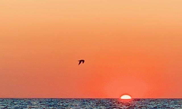 Indian Rocks Beach Makes for a Great Gulf Getaway