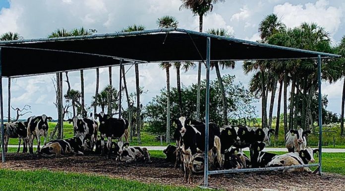 Okechobee’s Milking R Dairy – Ice Cream on the Hoof